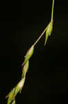 White edge sedge